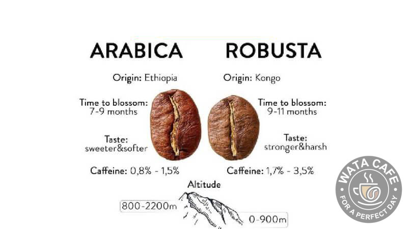 Cà phê Robusta và Arabica loại nào ngon hơn