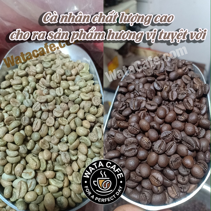 hạt cà phê robusta