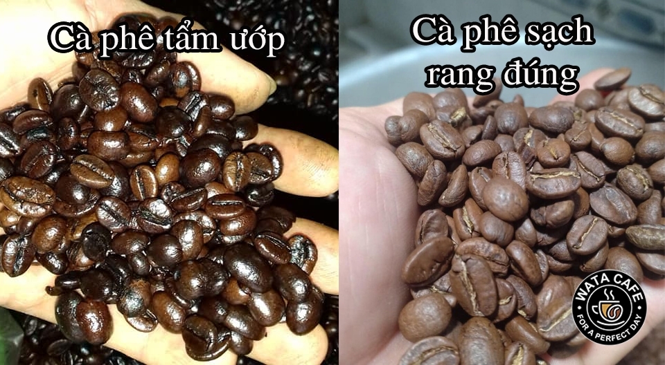 phân biệt hạt cà phê tẩm ướp và cà phê sạch rang mộc