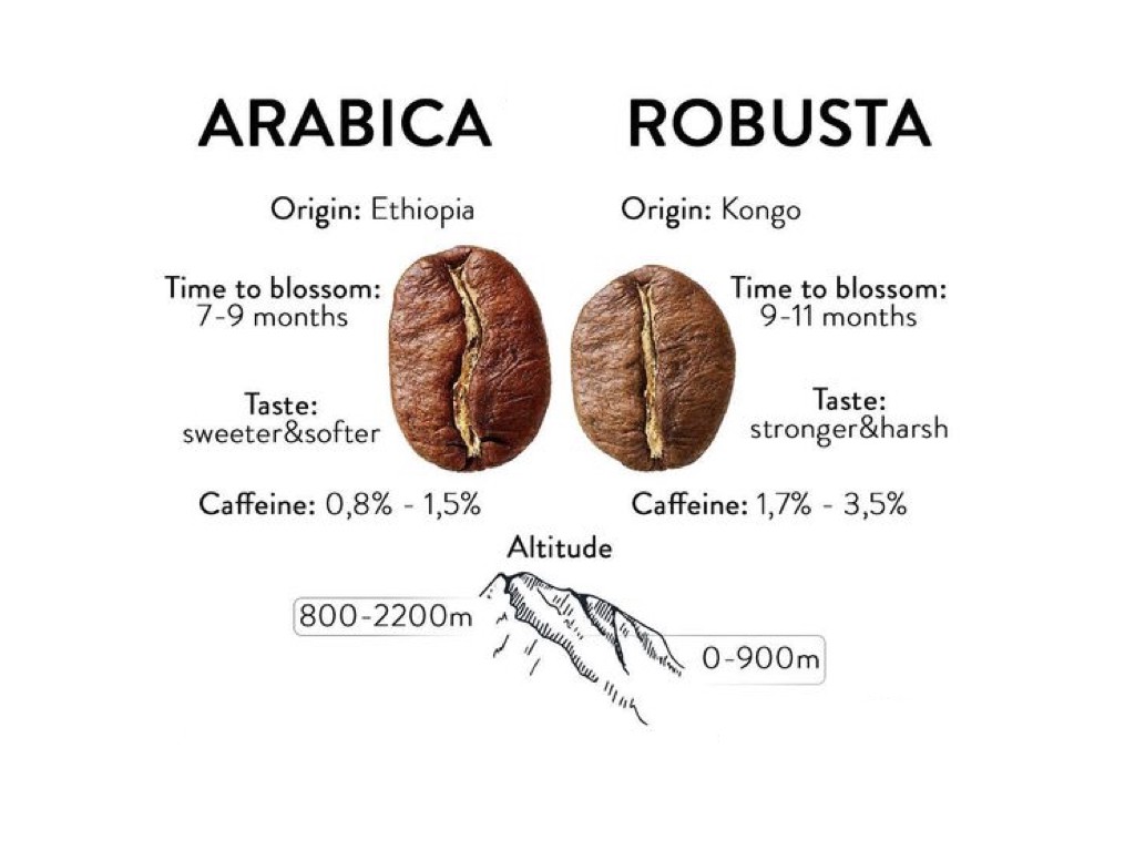 robusta-coffee