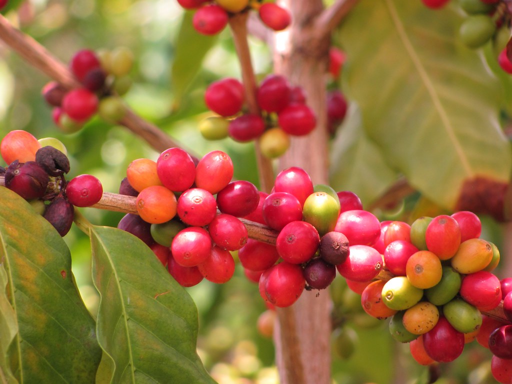 cây cà phê arabica