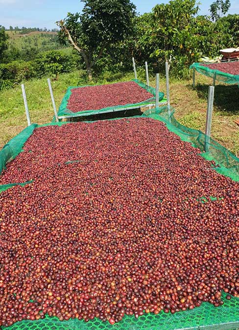 Vườn cà phê hữu cơ hoàn toàn tại Dak Song - Dak Nông
